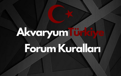 Forum Kuralları