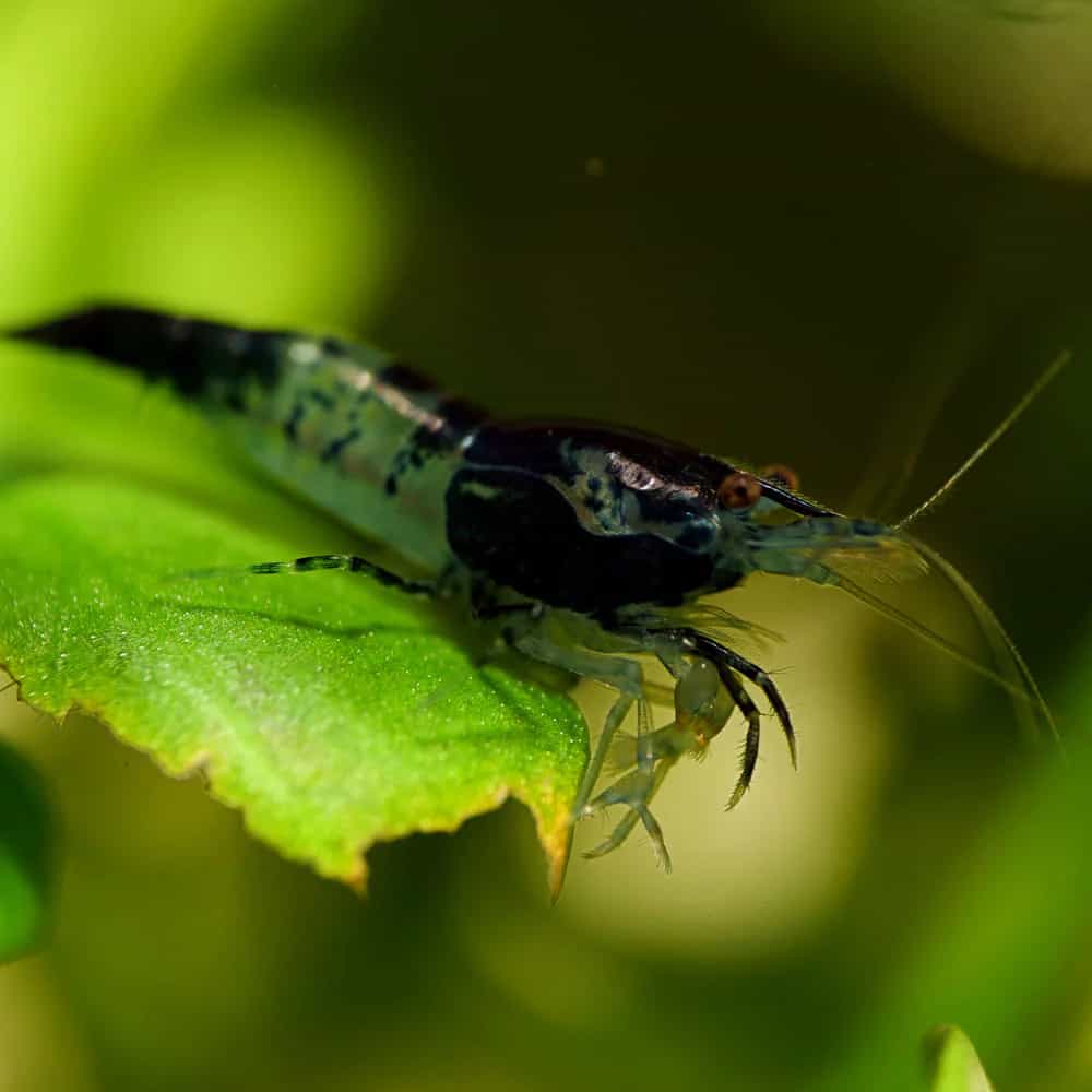 Karbon Rili Karides 2 Karbon Rili Karides Akvaryumu