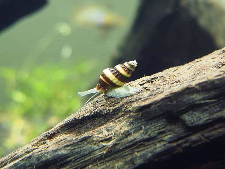 Katil Salyangoz 2 Katil Salyangoz Akvaryumu