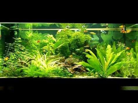 Plati Balığı 2 Plati Balığı Akvaryumu