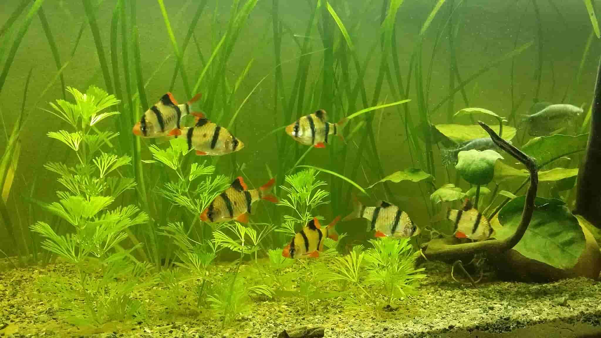 Tetrazon Balığı 2 Tetrazon balığı akvaryumu