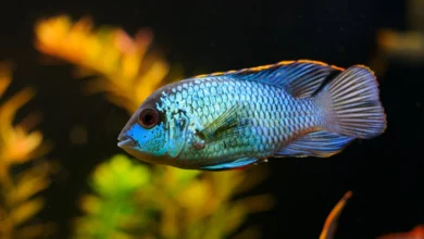Blue Acara 3 Blue Acara