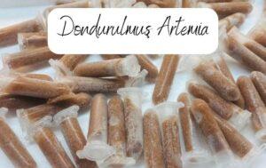 Lepistes Yem Önerisi (En İyi 10 Yem) 7 Dondurulmuş Artemia