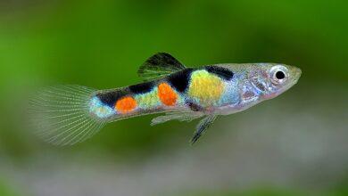 Endler Balığı 7 Endler Balığı