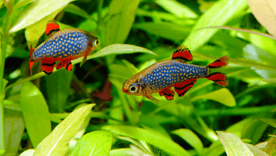 Galaxy Rasbora