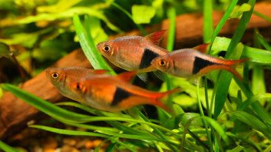 Harlequin Rasbora