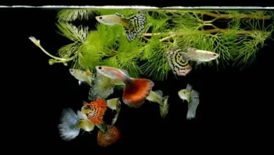 Lepistes Yem Önerisi