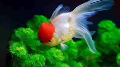 Oranda Japon Balığı 7 Oranda Japon Balığı