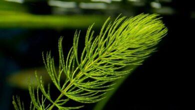 Tilki Kuyruğu Bitkisi