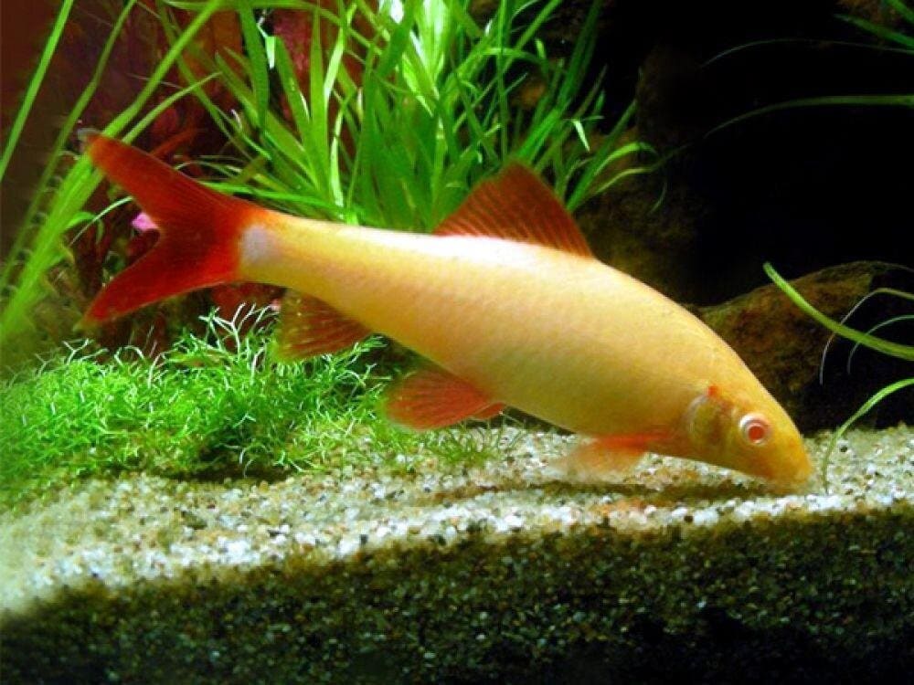 Frenatus Balığı 4 Albino Frenatus Balığı