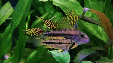 Apistogramma Kakadu 1 Apistogramma Kakadu