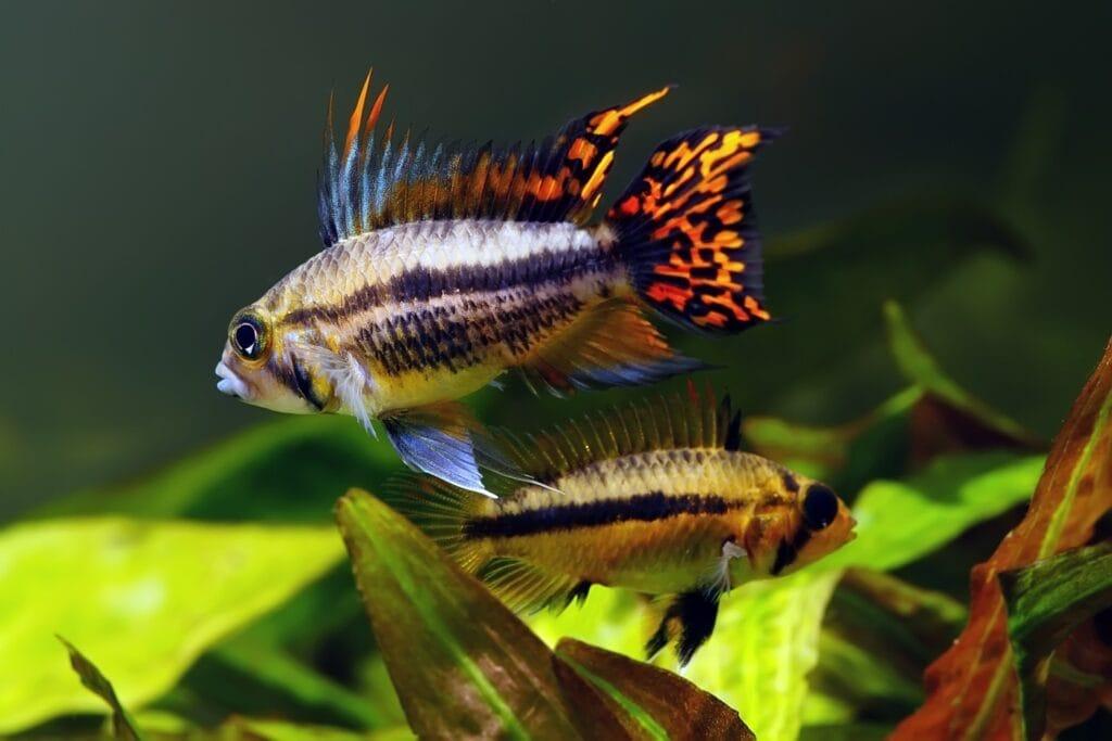 Apistogramma Kakadu 2 Apistogramma Kakadu Akvaryumu