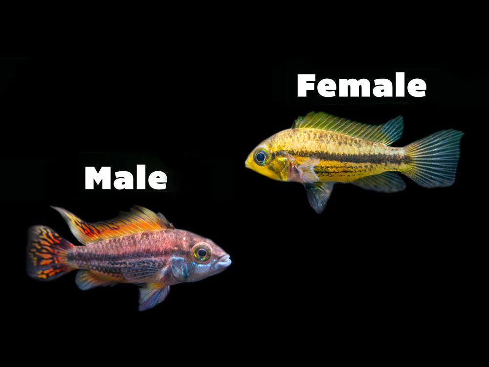 Apistogramma Kakadu 4 Apistogramma Kakadu Cinsiyet Ayrımı