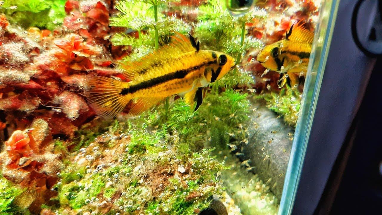 Apistogramma Kakadu 3 Apistogramma Kakadu Üretimi