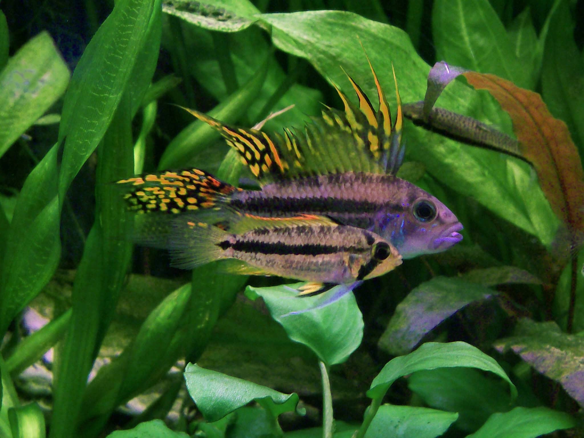 Apistogramma Kakadu