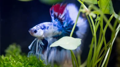 Beta Balığı Akvaryumu 23 Beta Balığı Akvaryumu