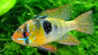 Beyaz Benek Hastalığı