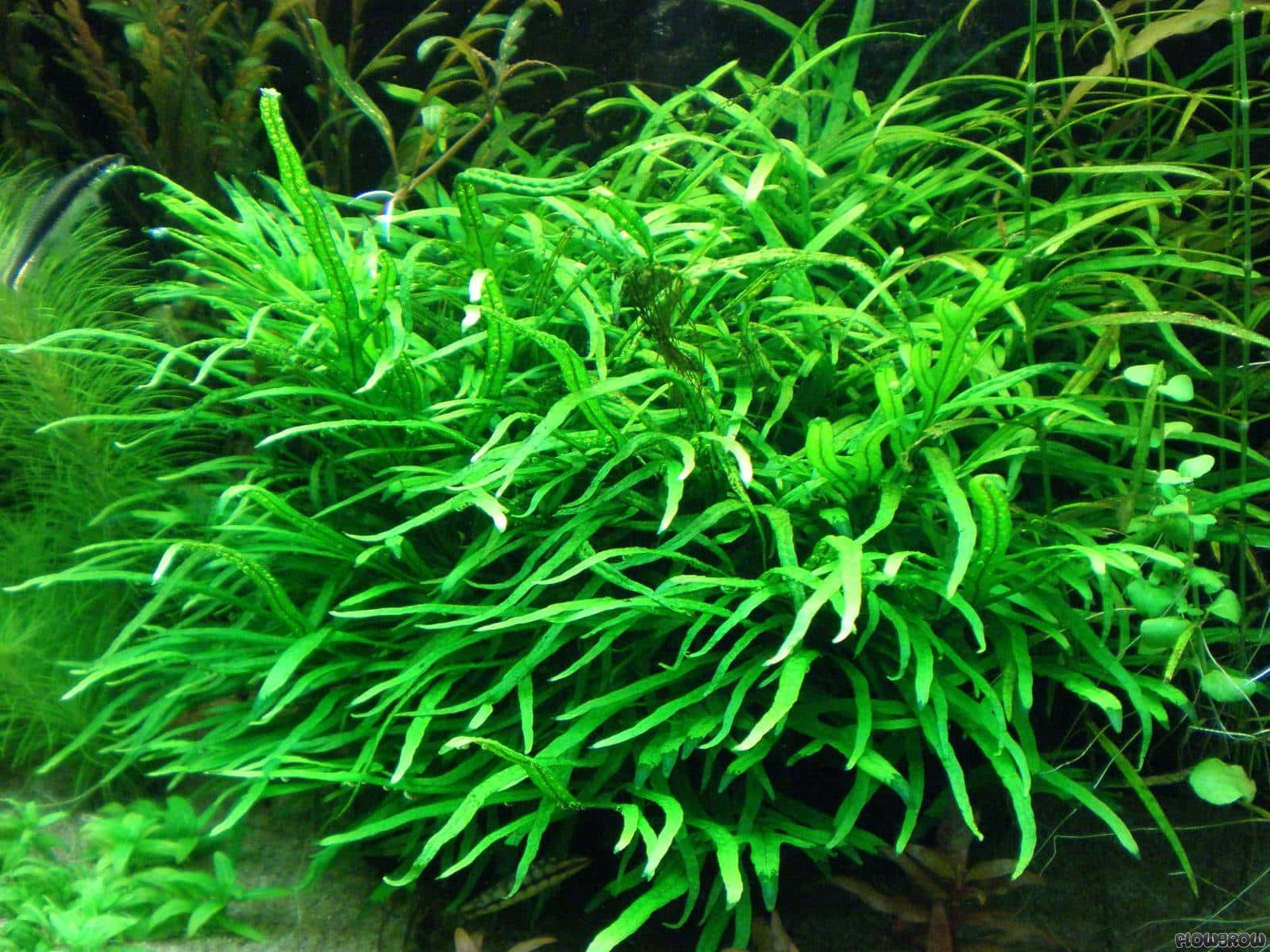 Java Fern