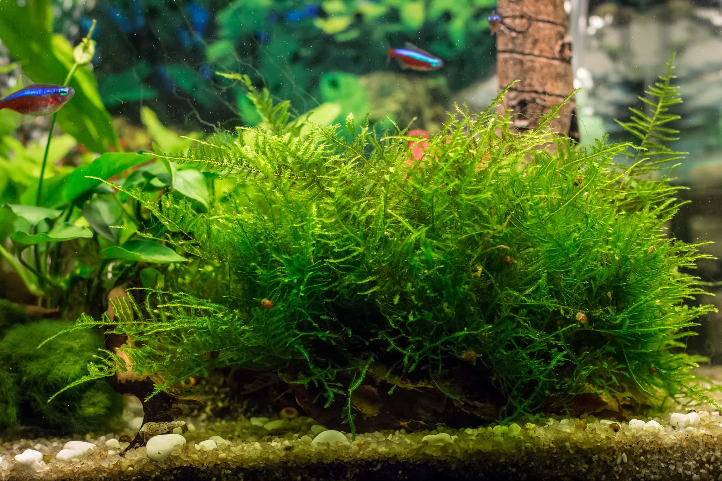 Java Moss