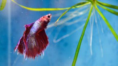 Kuyruk Erimesi 37 Kuyruk Erimesi