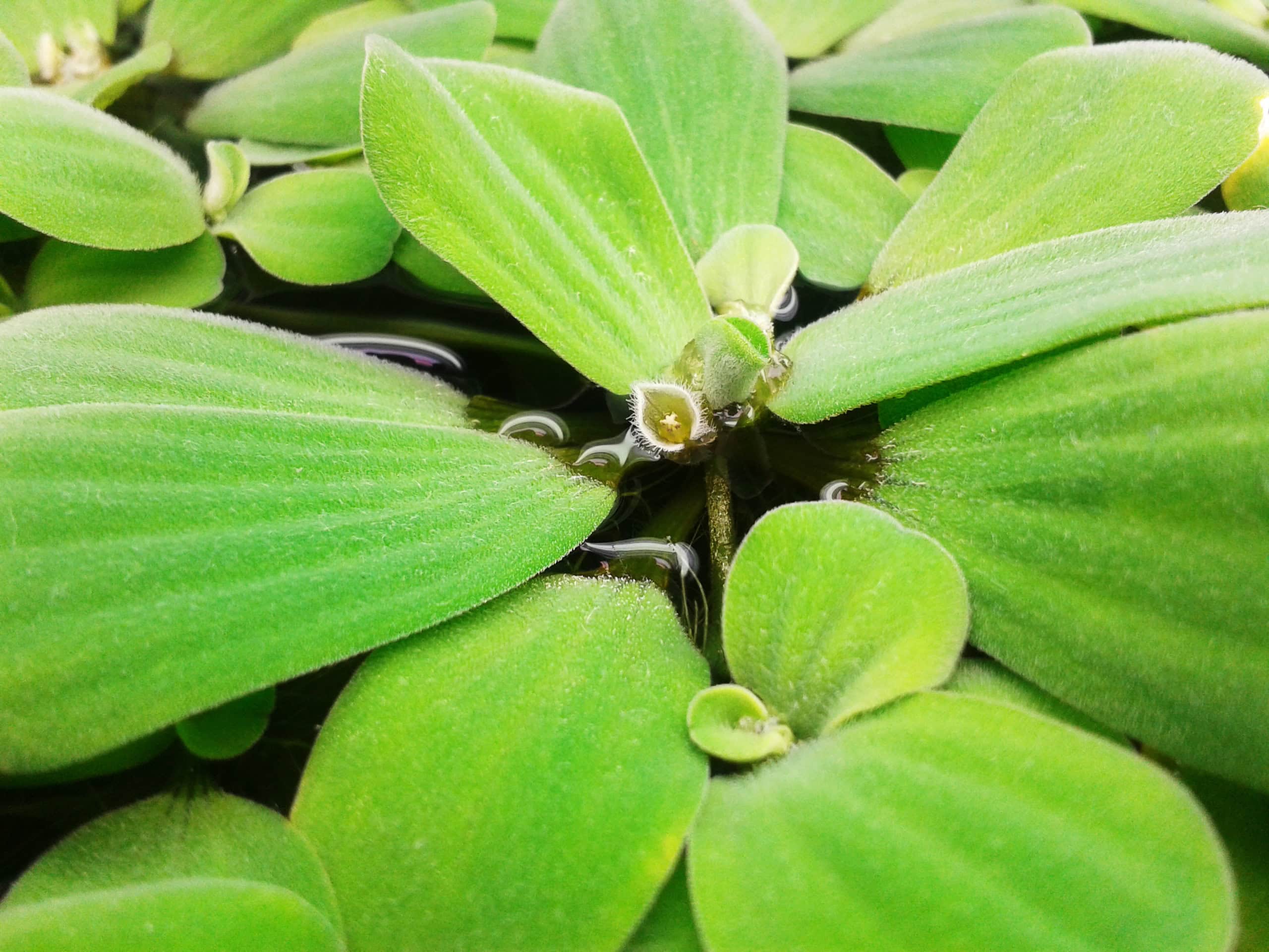 Pistia (Su Marulu) 4 Pistia Budama