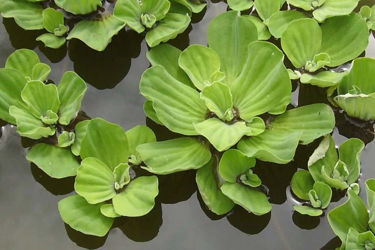 Pistia