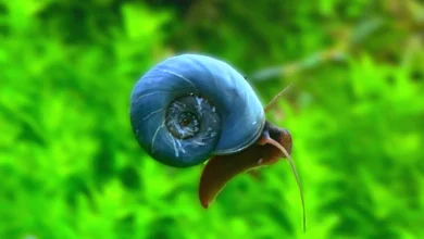 Ramshorn Salyangozu 6 Ramshorn Salyangozu