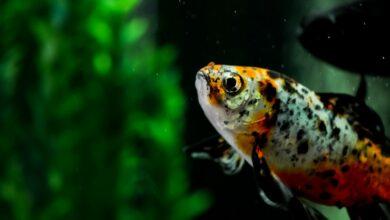 Shubunkin Japon Balığı