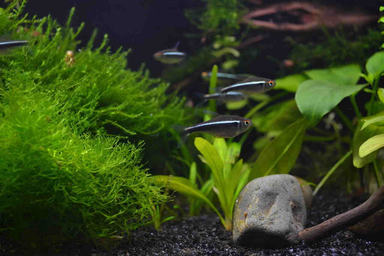 Siyah Neon Tetra 2 Siyah Neon Tetra Akvaryumu