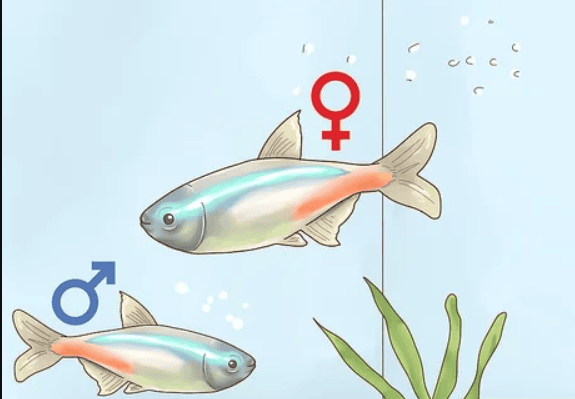 Siyah Neon Tetra 4 Siyah Neon Tetra Cinsiyet Ayrımı