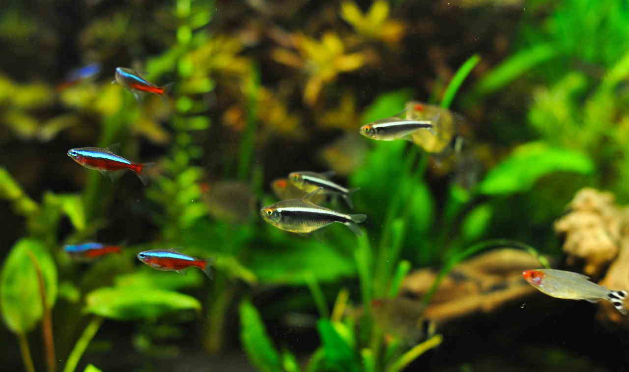 Siyah Neon Tetra 3 Siyah Neon Tetra Üretimi