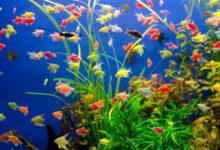 Transgenetik Tetra Yem Önerisi