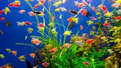 Transgenetik Tetra Yem Önerisi