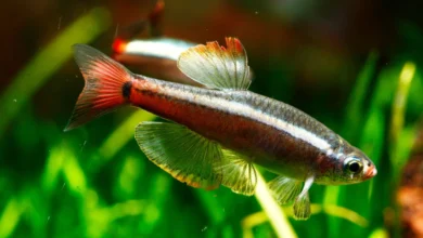 Beyaz Bulut Dağı Balığı