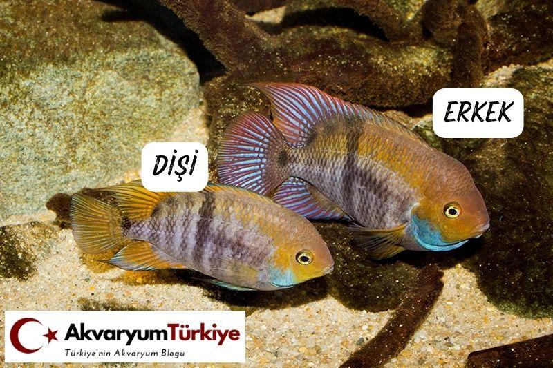 Sajica 5 Sajica Cinsiyet Ayrımı