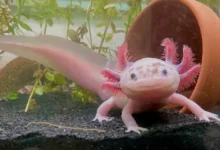 Axolotl Bakımı