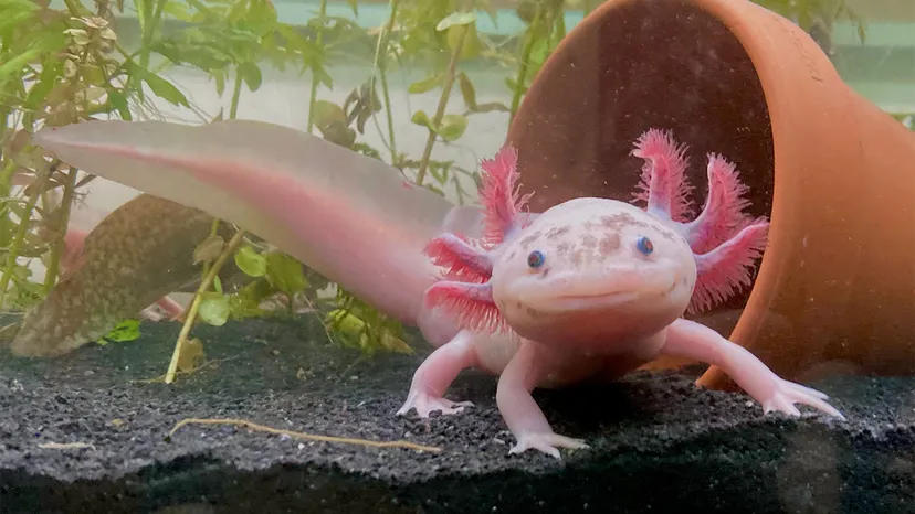 Axolotl Bakımı