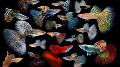 Klasik Lepistes Türleri (En Popüler 15 Tür) 6 Lepistes Türleri