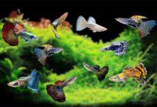 Lepistes Türleri: Renk Varyasyonu