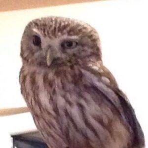 Taylan Önyay fotoğrafı