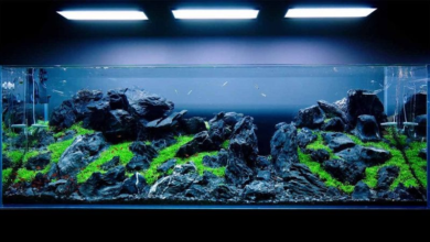 Akvaryum Aydınlatması ve Işık Türleri 18 Akvaryum Aydınlatması ve Işık Türleri