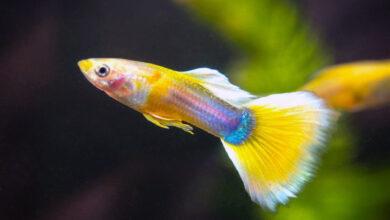 20 Başlıkta Lepistes Balıkları Neden Ölür? 4 Lepistes Baligi neden olur