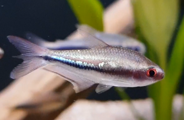 disi gokkusagi tetra