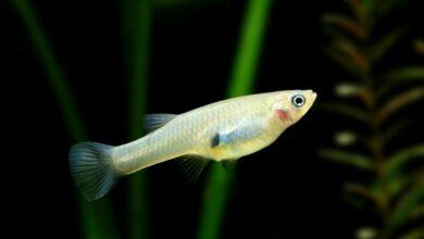 Gambusya (Sivrisinek Balığı) Özellikleri ve Bakımı 11 sivrisinek baligi ozellikleri