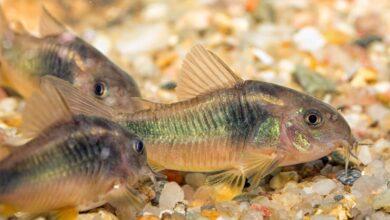 Corydoras Aeneus