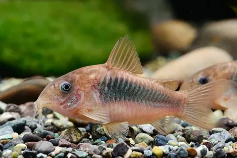 Komando Çöpçü Balığı (Corydoras Aeneus) 2 Komando Çöpçü Balığı