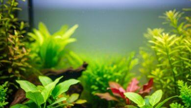 Akvaryum Kurulumu Hataları: En Sık Yapılan 7 Hata (ve Basit Çözümleri) 18 Akvaryum Kurulumu Hataları