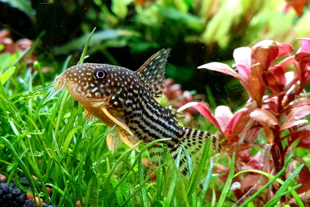 Sterbai Çöpçü (Corydoras sterbai) Bakım Rehberi: Discus'un Gözde Komşusu 2 Sterbai Çöpçü Akvaryumu