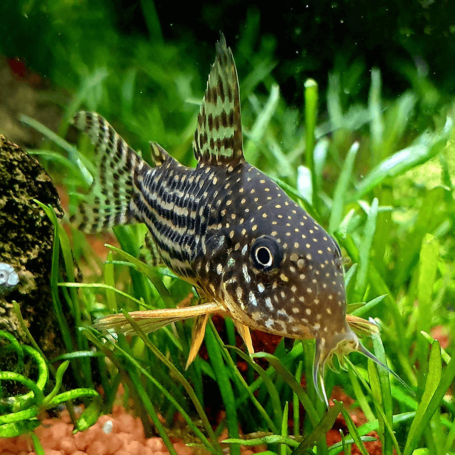 Sterbai Çöpçü (Corydoras sterbai) Bakım Rehberi: Discus'un Gözde Komşusu 3 Sterbai Çöpçü Beslenmesi